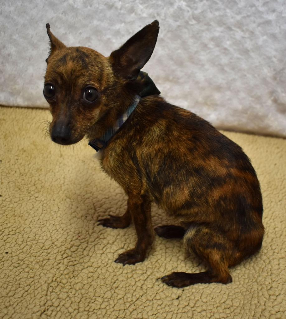 Enlarge Camo, a Adoptable Chihuahua in Springfield, OH image 4/6