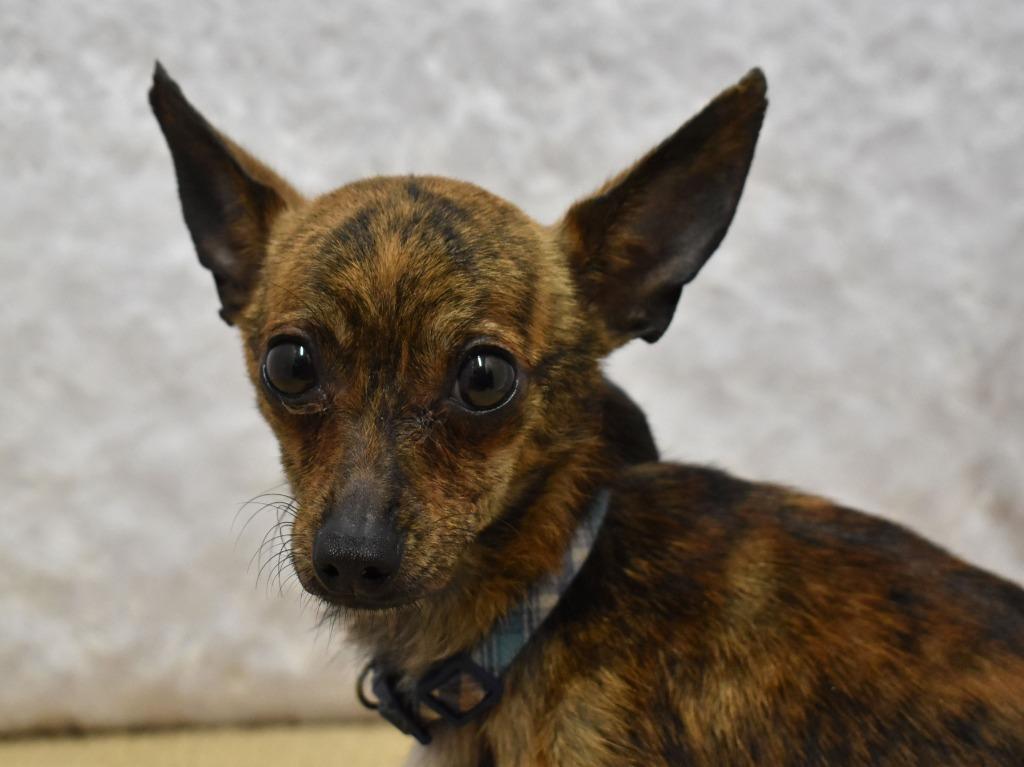 Enlarge Camo, a Adoptable Chihuahua in Springfield, OH image 5/6