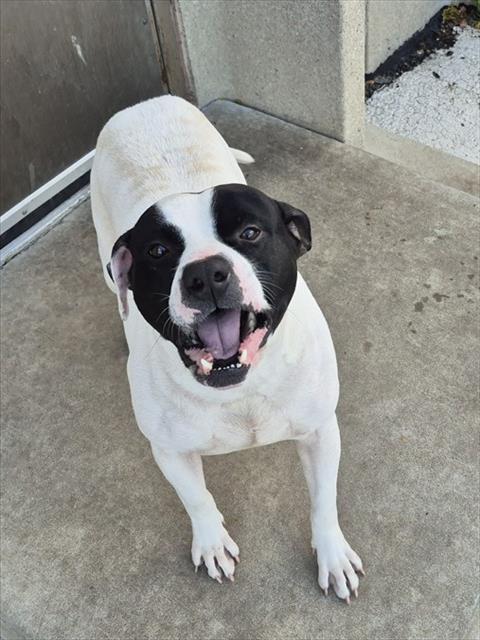 Enlarge OPOSSUM, a Adoptable Pit Bull Terrier in Decatur, IL image 1/1