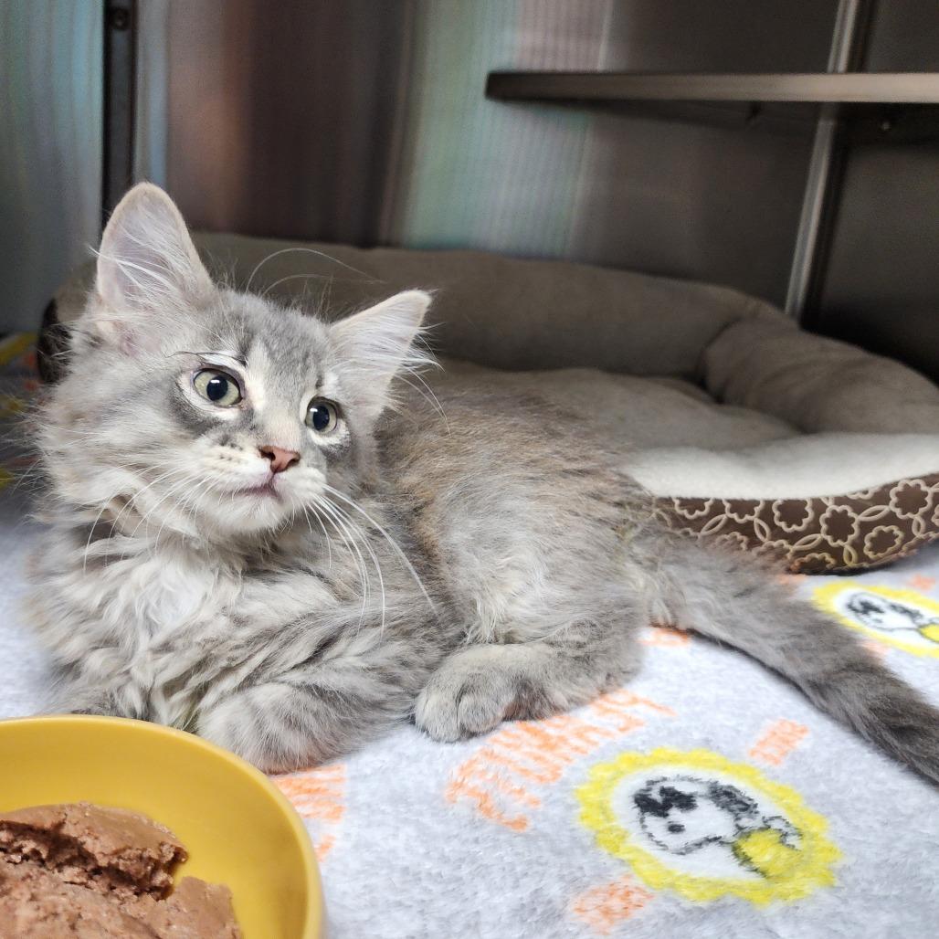 Laura, Adoptable, Kitten Female Domestic Short Hair.