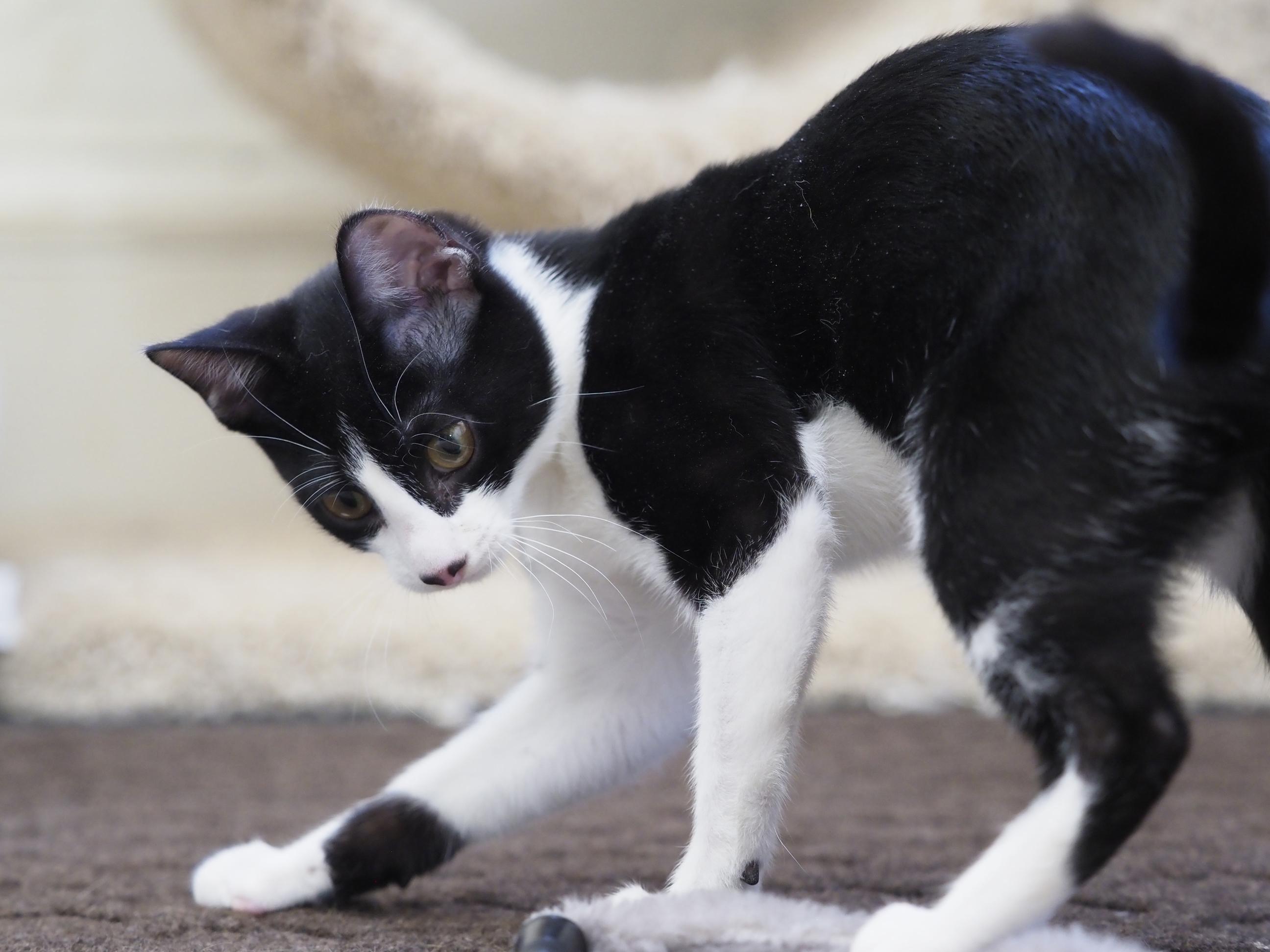 Enlarge KAYA BALDWIN, a ADOPTABLE Domestic Short Hair in Highland Park, NJ image 2/3