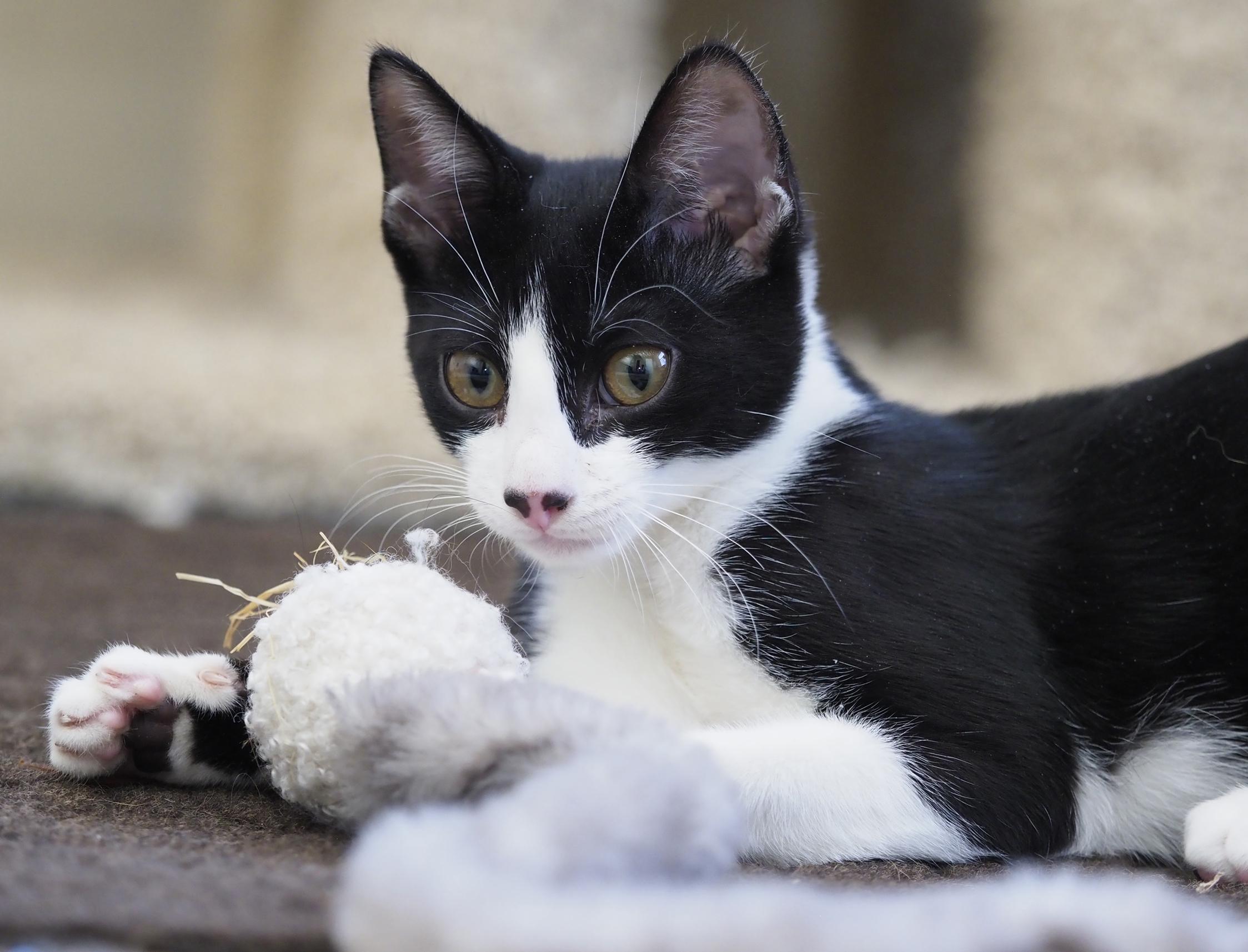 Enlarge KAYA BALDWIN, a ADOPTABLE Domestic Short Hair in Highland Park, NJ image 1/3