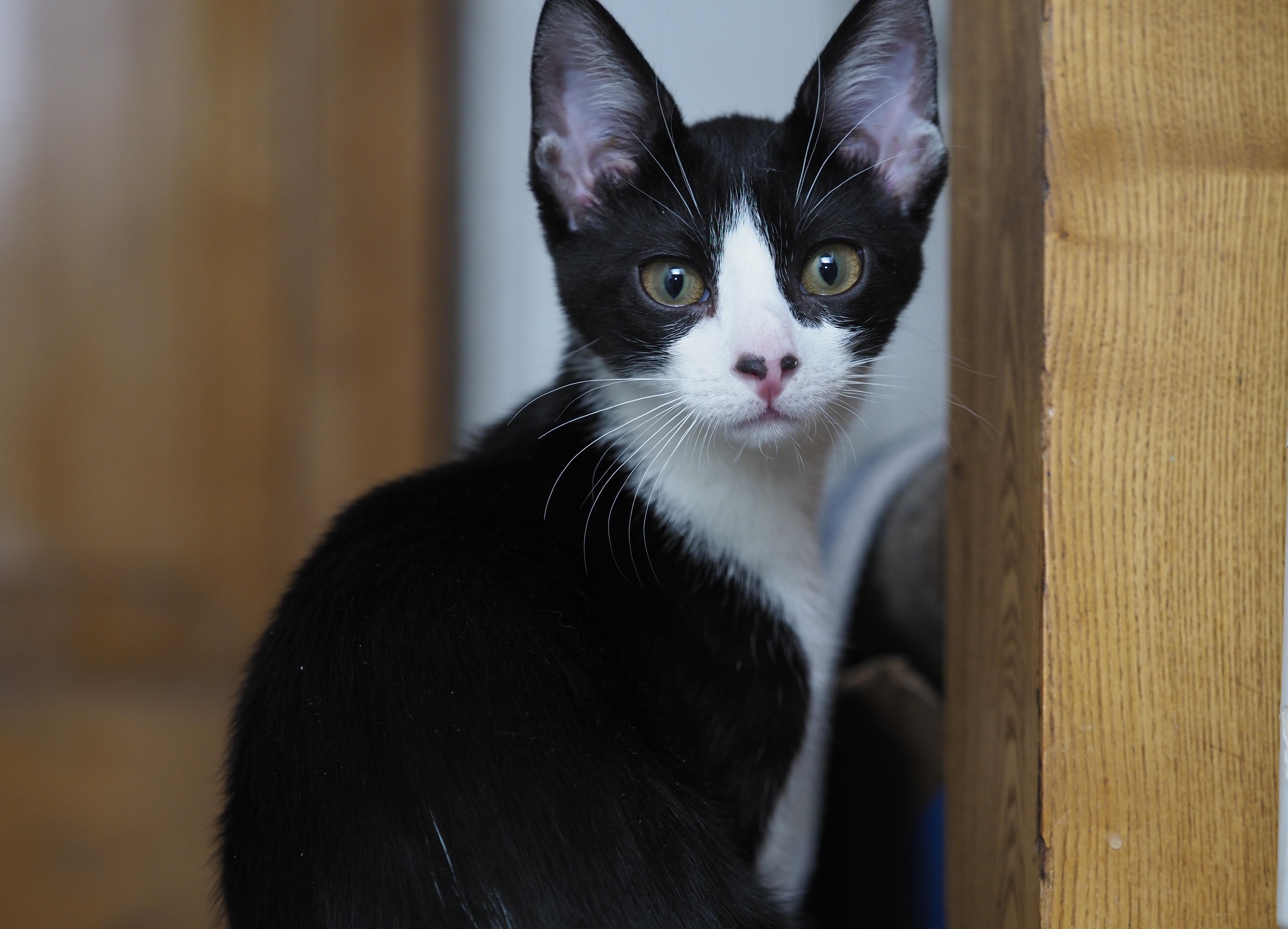 Enlarge KAYA BALDWIN, a ADOPTABLE Domestic Short Hair in Highland Park, NJ image 3/3