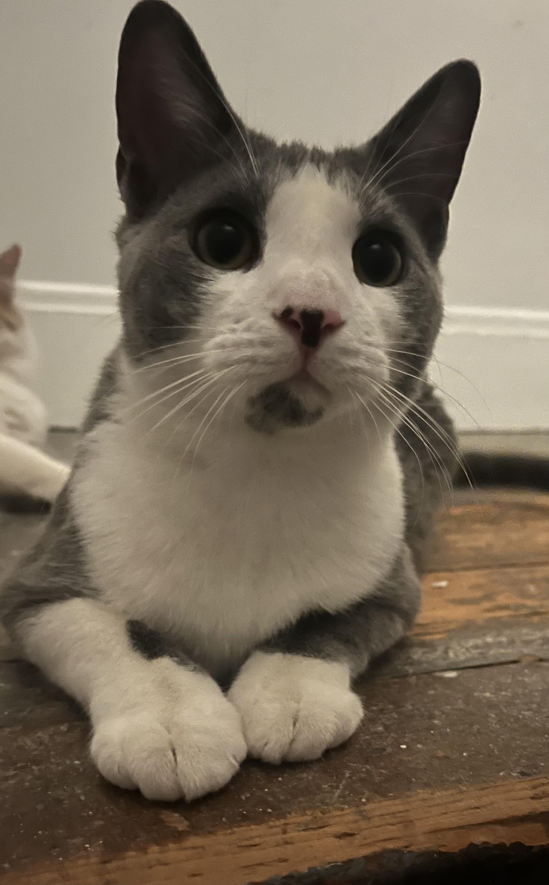 Enlarge Parker and Marcy , a Adoptable Domestic Short Hair in Buffalo, NY image 2/4
