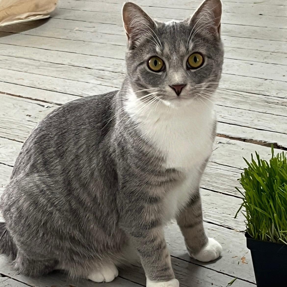 Enlarge Parker and Marcy , a Adoptable Domestic Short Hair in Buffalo, NY image 1/4