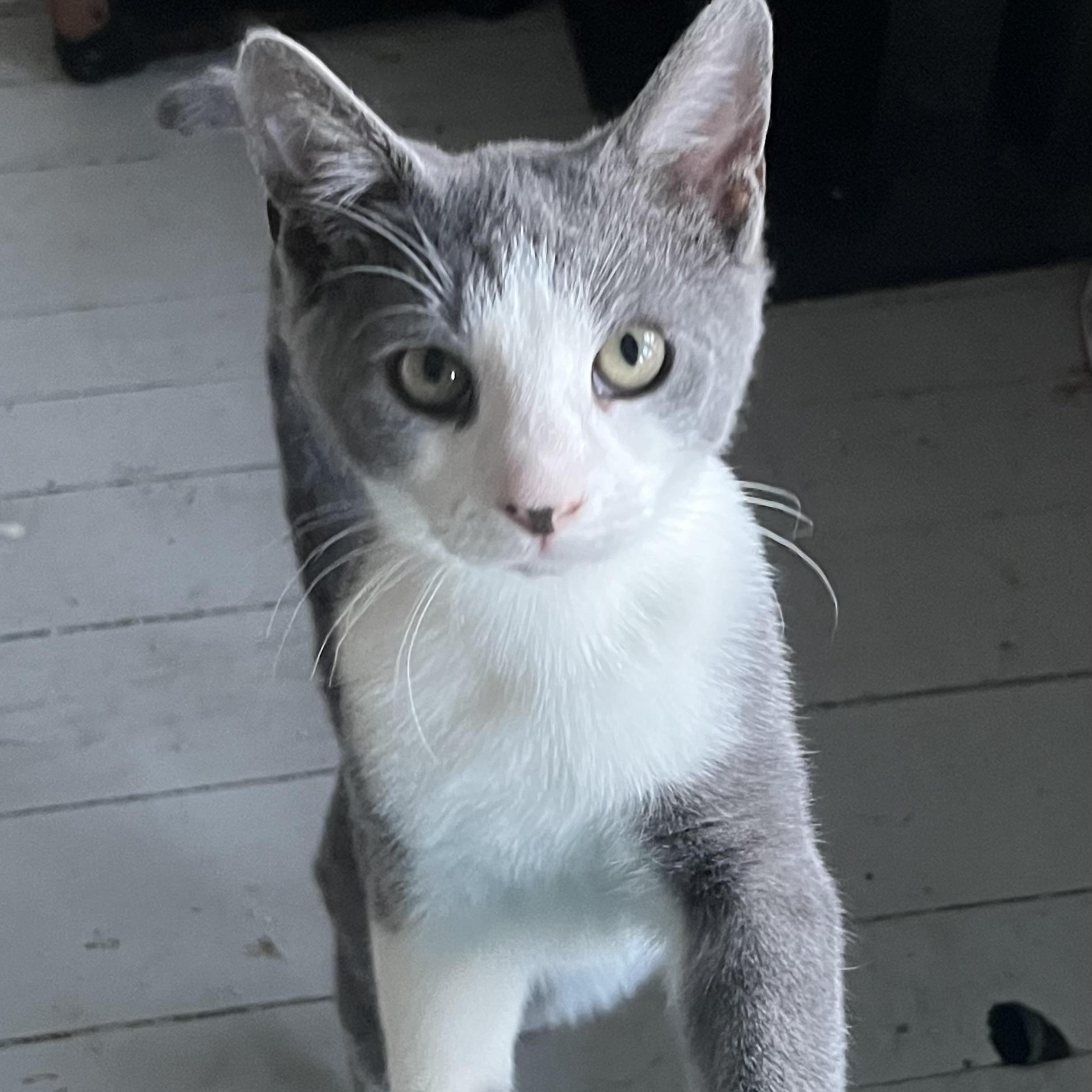 Enlarge Parker and Marcy , a Adoptable Domestic Short Hair in Buffalo, NY image 3/4