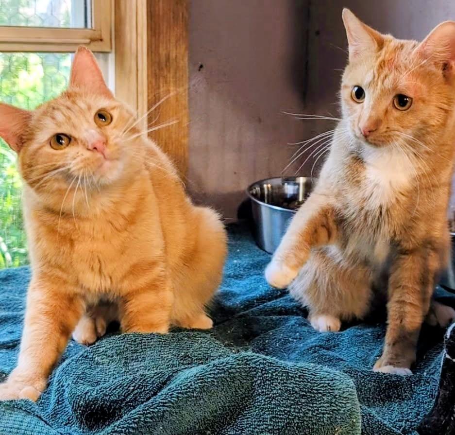 Jarvis & Joshua Lovable Brothers, ADOPTABLE, Young Male Tabby.