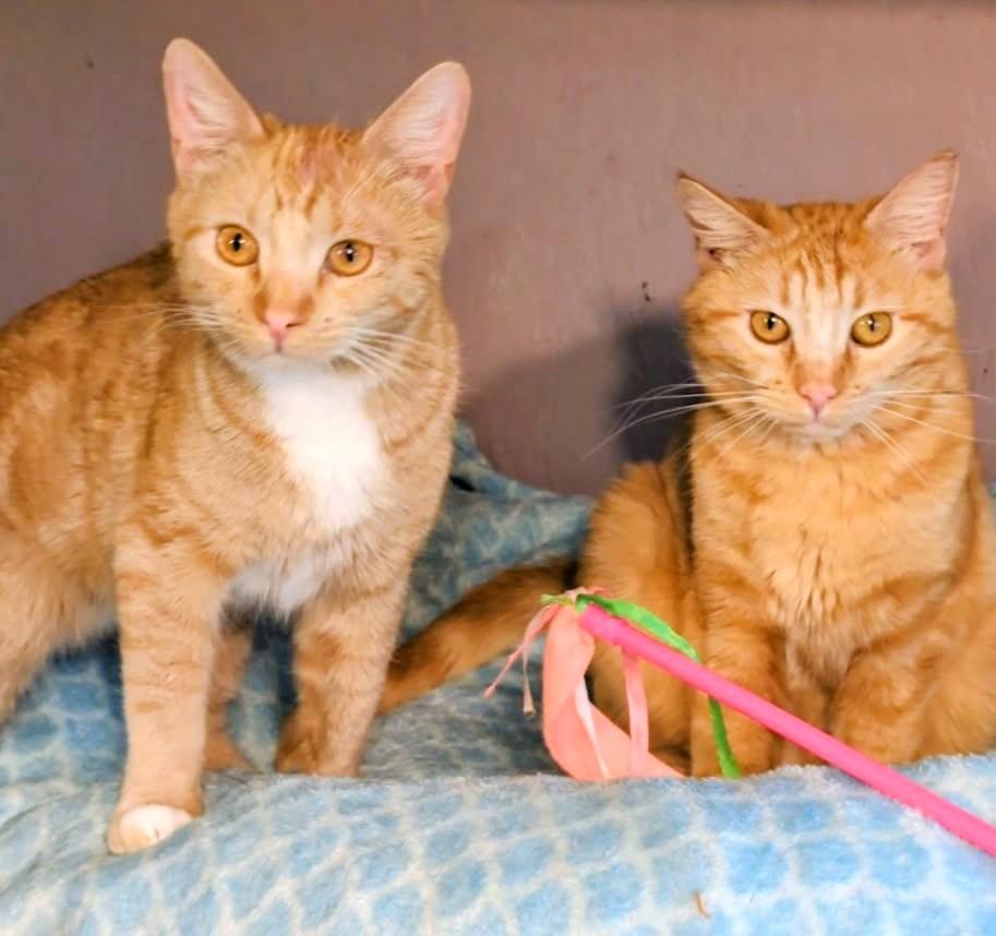 Jarvis & Joshua Lovable Brothers, a ADOPTABLE Tabby in Newport, WA image 5/6