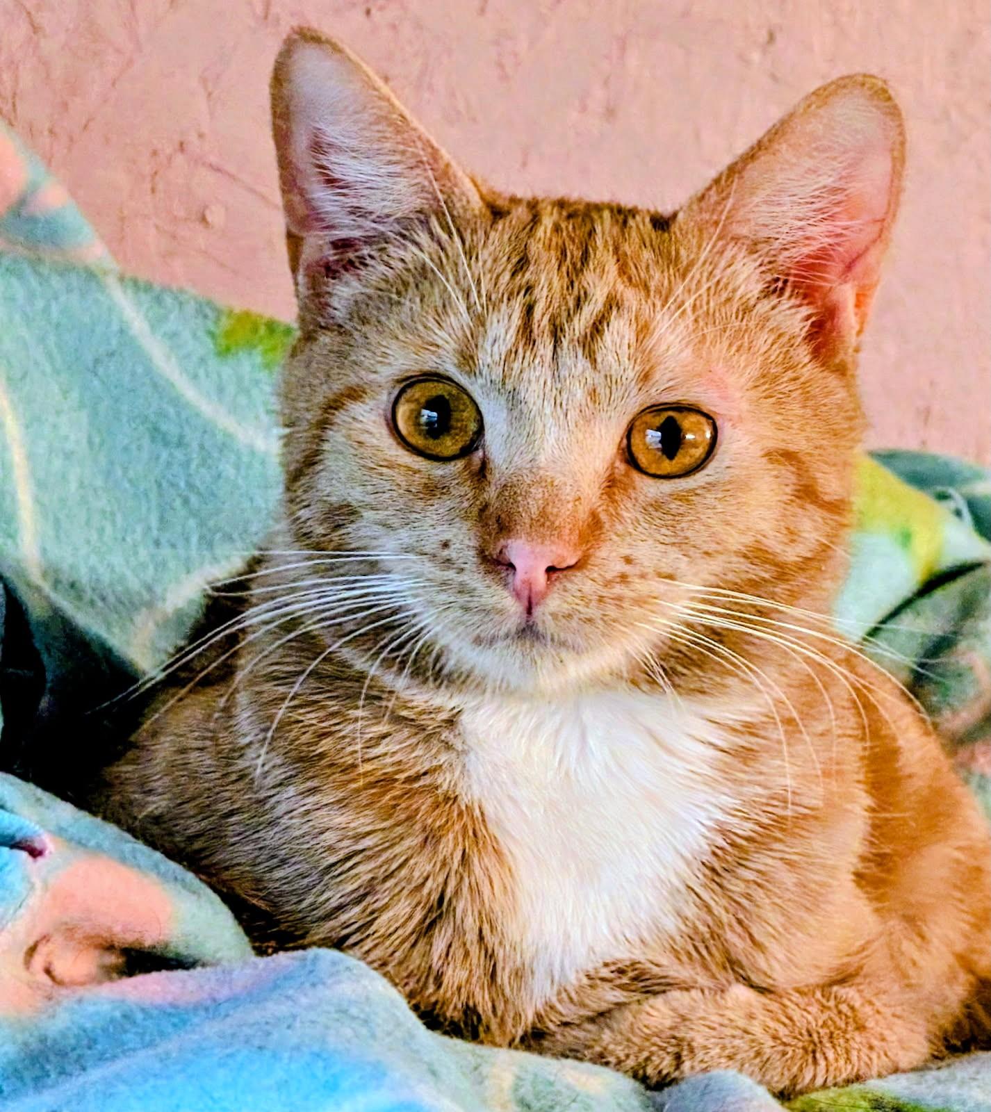 Jarvis & Joshua Lovable Brothers, a ADOPTABLE Tabby in Newport, WA image 2/6