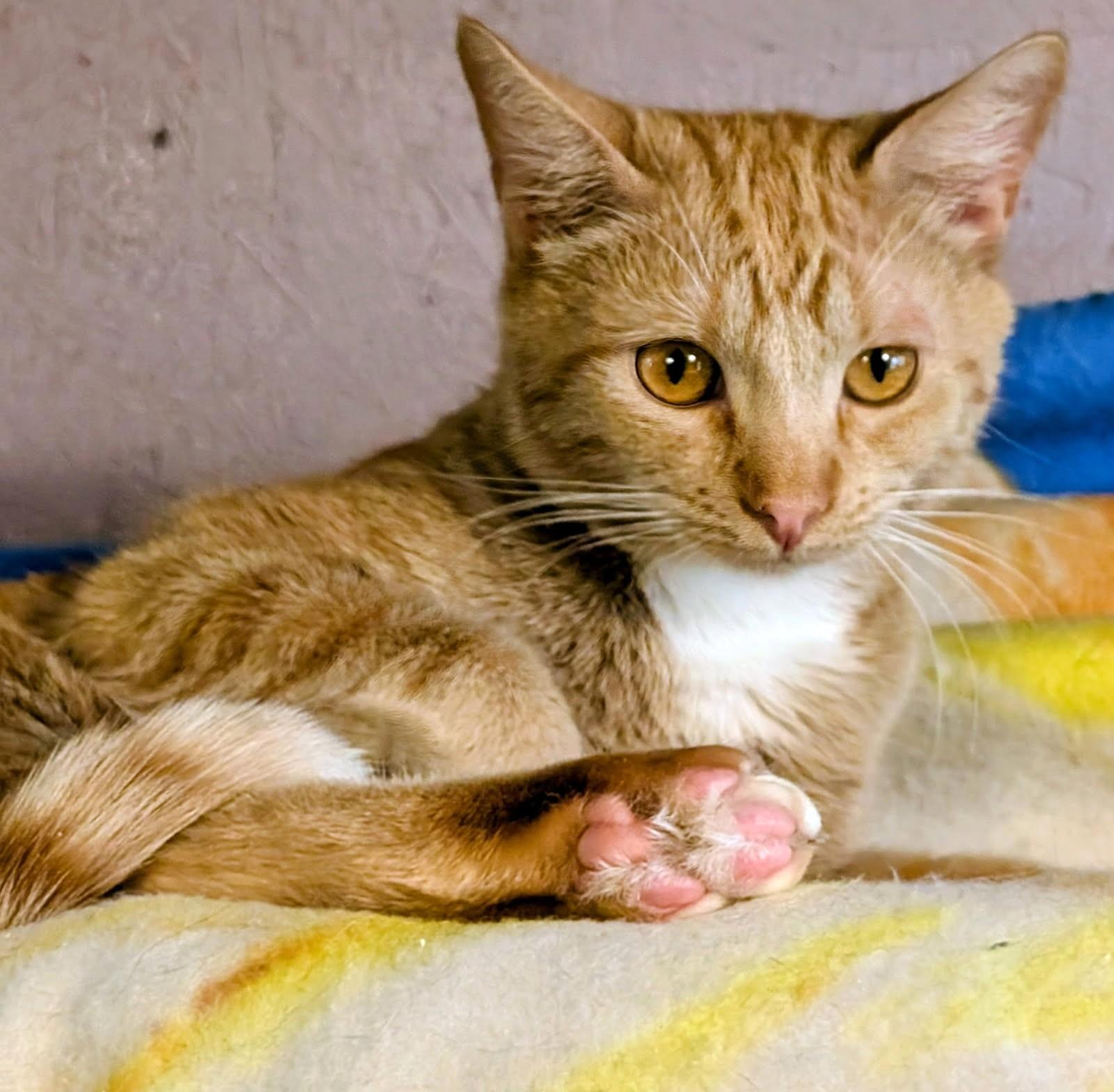 Jarvis & Joshua Lovable Brothers, a ADOPTABLE Tabby in Newport, WA image 4/6