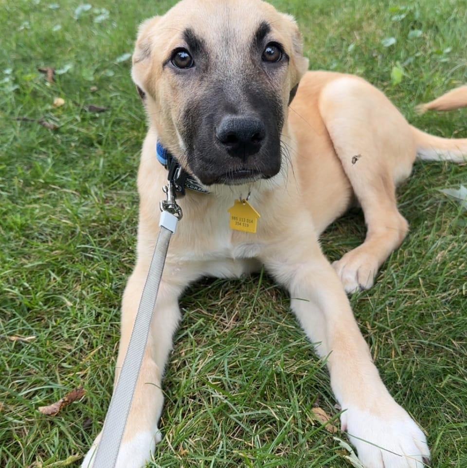 Enlarge Otis, a Adoptable mixed breed in Arlington Heights, IL image 3/5