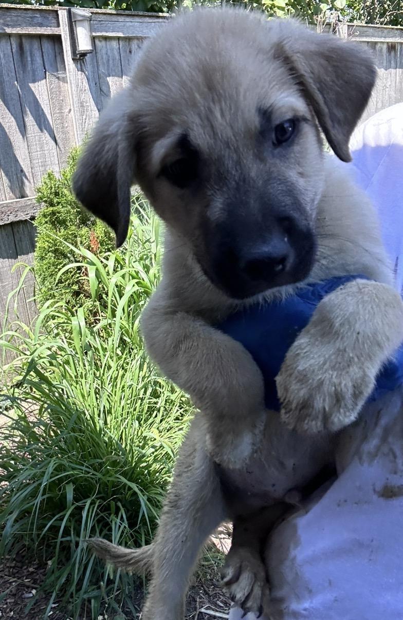 Enlarge Otis, a Adoptable mixed breed in Arlington Heights, IL image 5/5