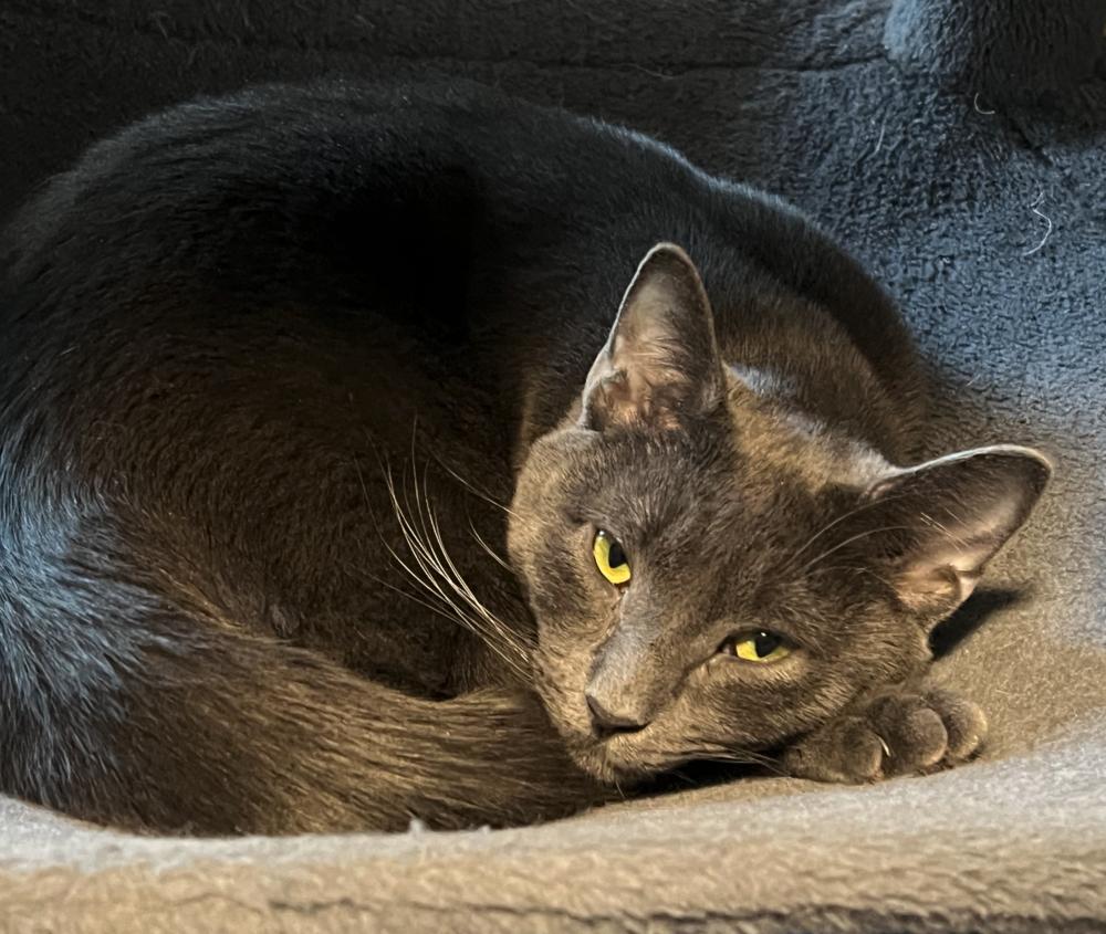 Lucky, Adoptable, Young Male Russian Blue.