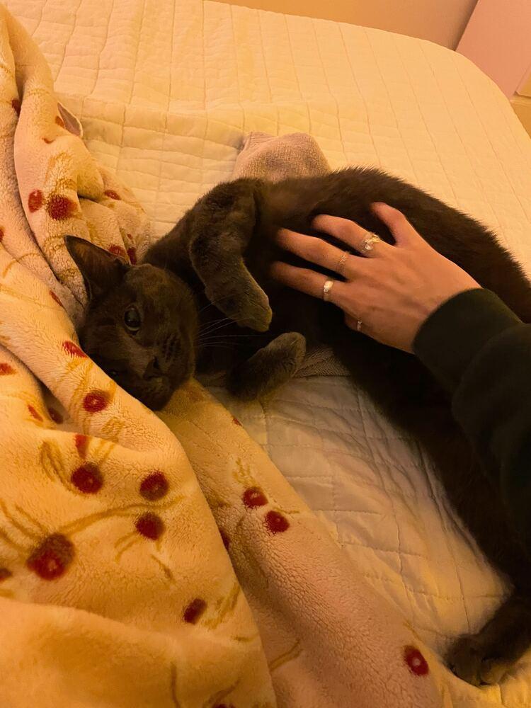 Enlarge Lucky, a Adoptable mixed breed in New York, NY image 2/6