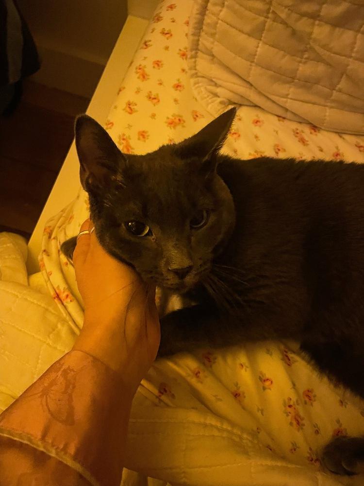 Enlarge Lucky, a Adoptable mixed breed in New York, NY image 3/6