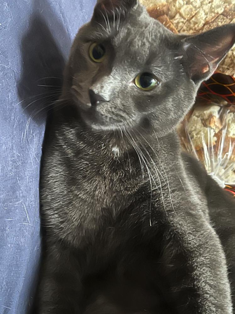 Enlarge Lucky, a Adoptable mixed breed in New York, NY image 4/6