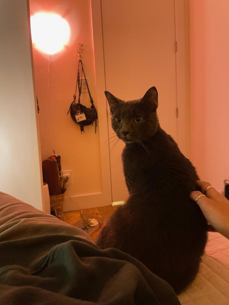 Enlarge Lucky, a Adoptable mixed breed in New York, NY image 5/6