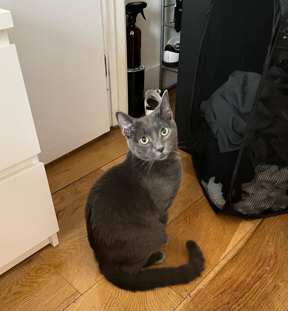 Enlarge Lucky, a Adoptable mixed breed in New York, NY image 6/6