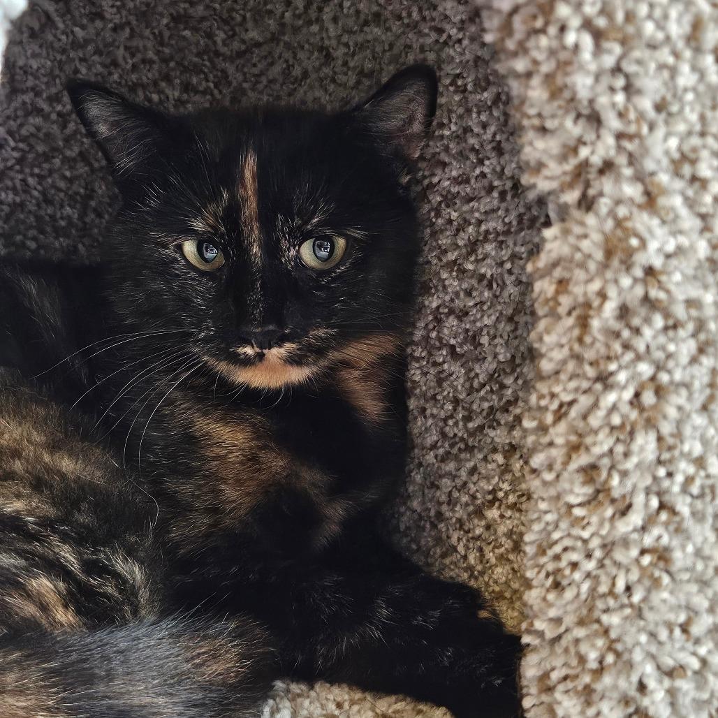 Enlarge Maple, a Adoptable Domestic Short Hair in Conway, NH image 1/2