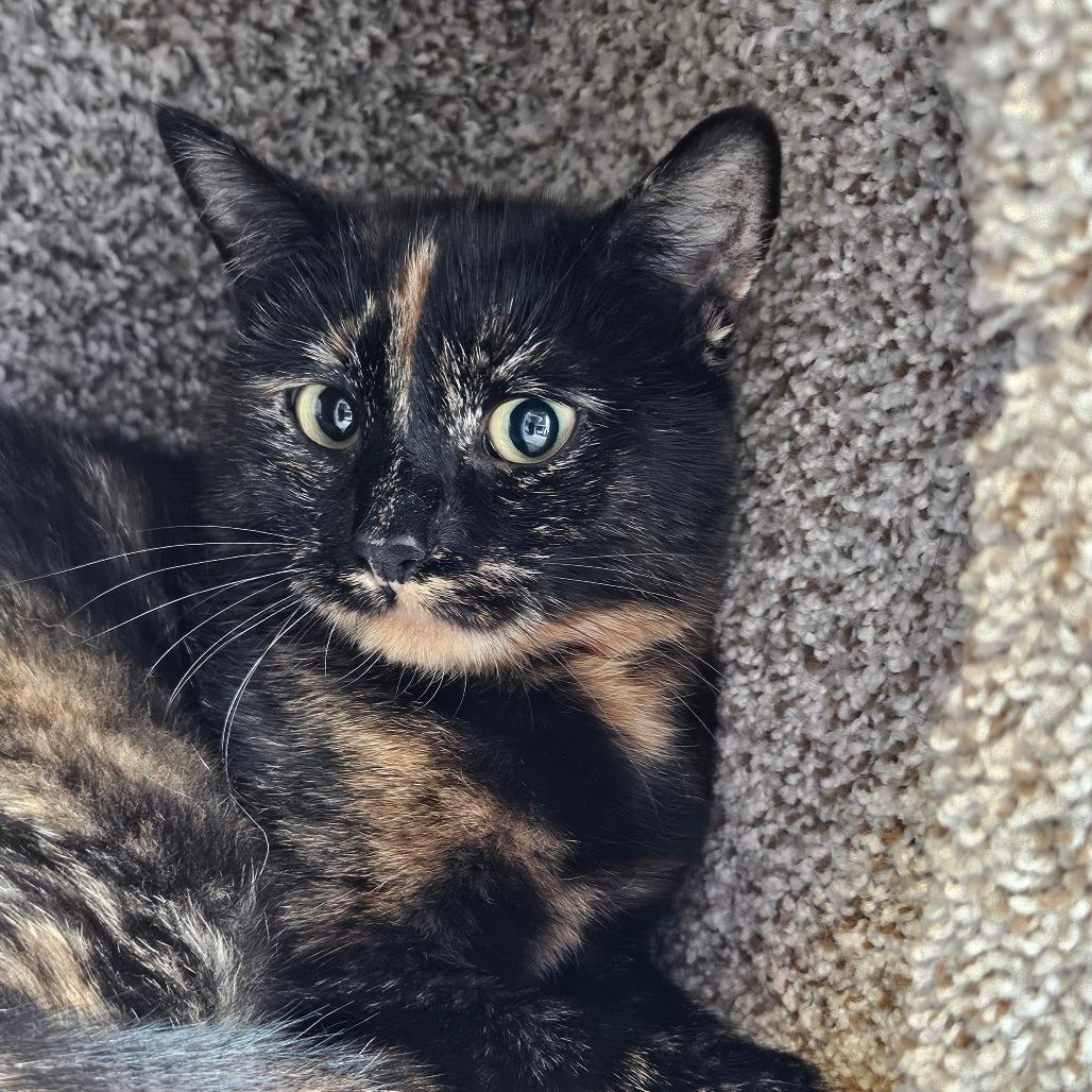 Enlarge Maple, a Adoptable Domestic Short Hair in Conway, NH image 2/2