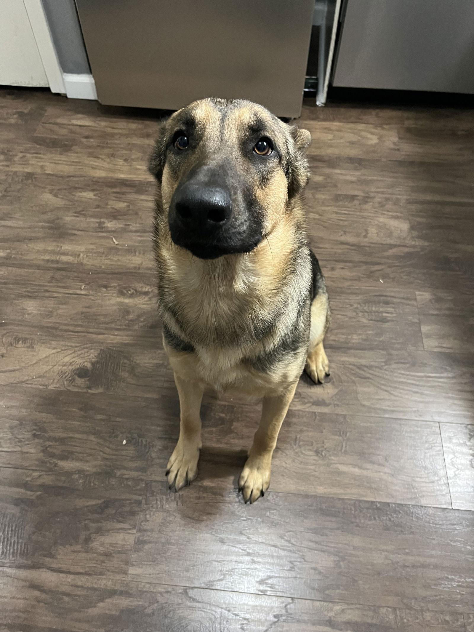 Bonnie, Adopted, Adult Female German Shepherd Dog.