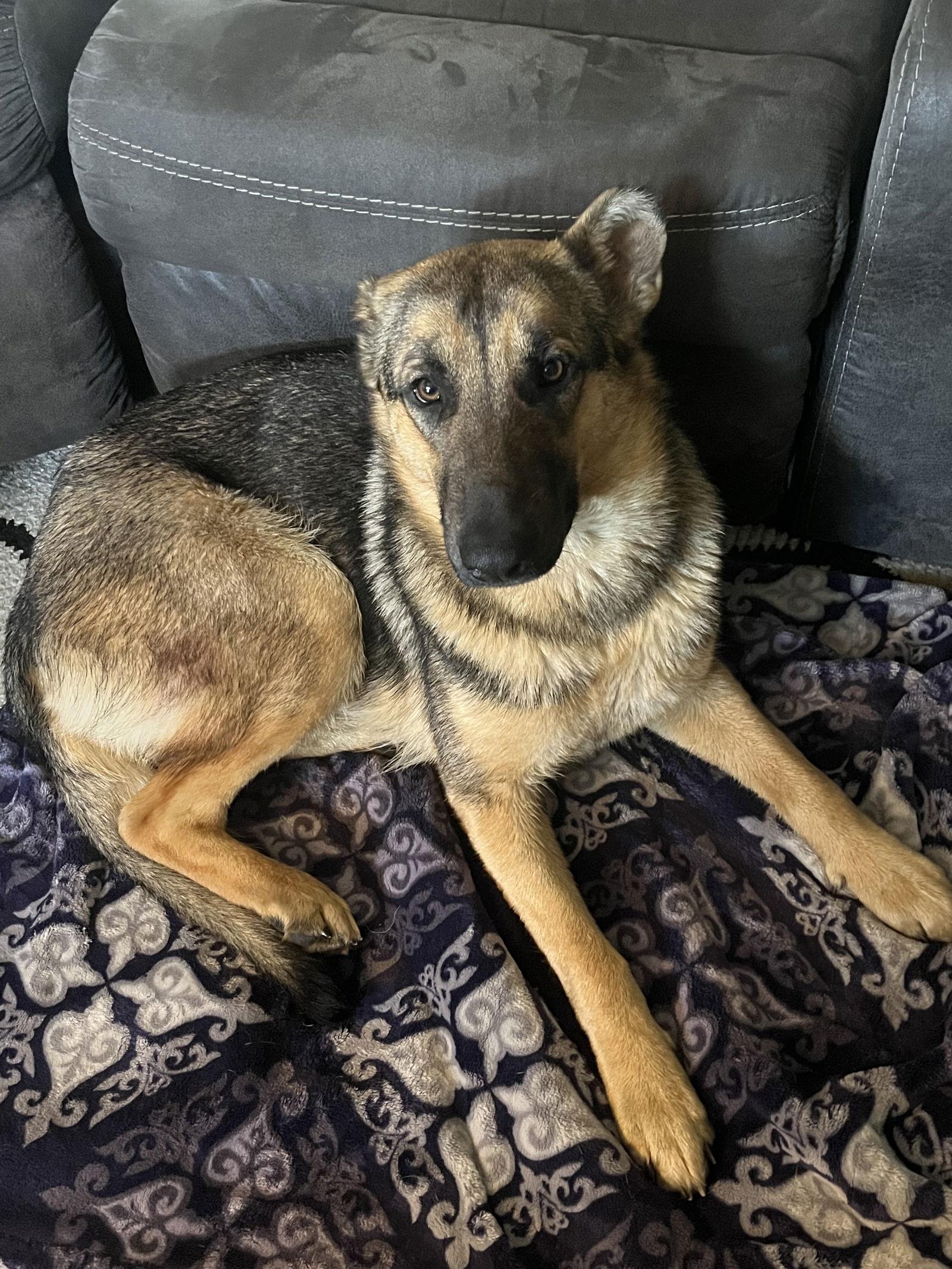 Enlarge Bonnie, a Adopted German Shepherd Dog in Bangs, TX image 2/3