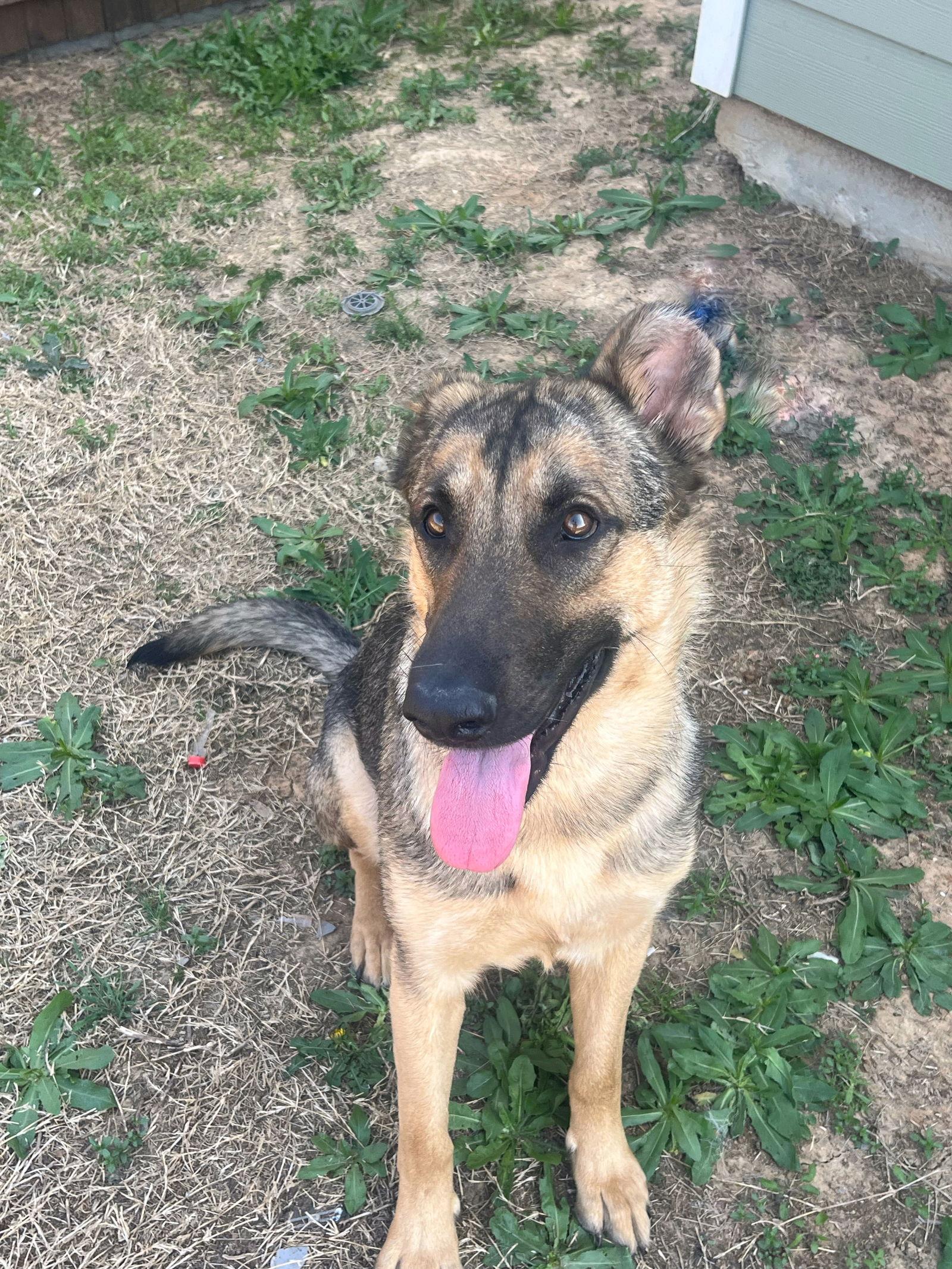 Enlarge Bonnie, a Adopted German Shepherd Dog in Bangs, TX image 3/3