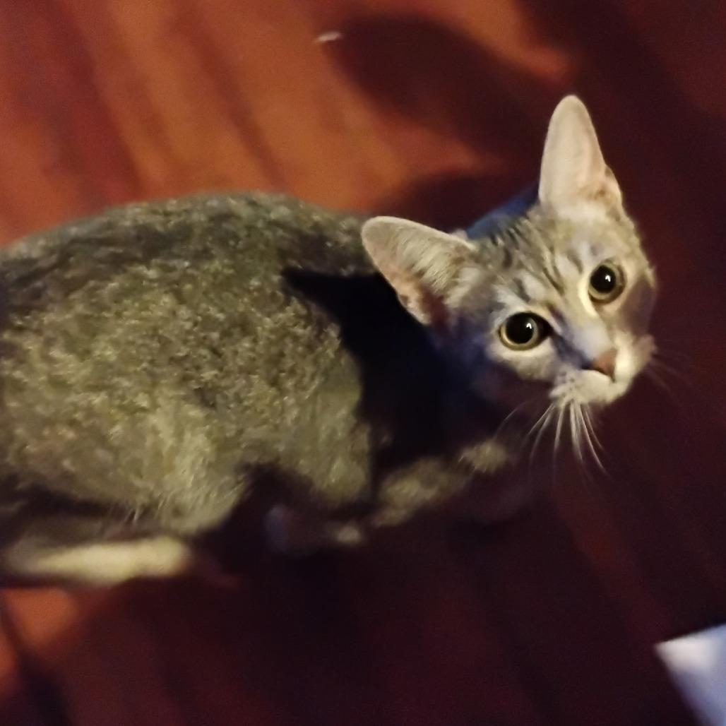 Tinkerbell, Adoptable, Young Female American Shorthair.