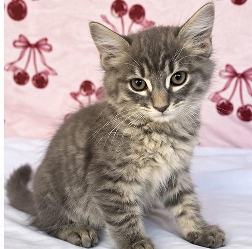 Hexy, Adoptable, Kitten Male Domestic Medium Hair & Tabby.