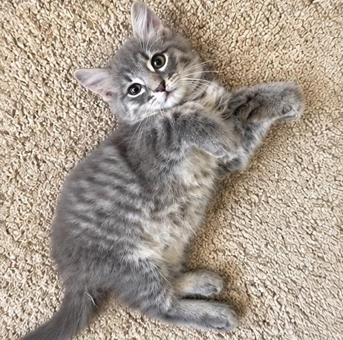 Enlarge Hexy, a Adoptable mixed breed in Southfield , MI image 5/6