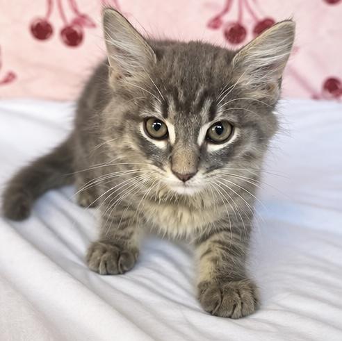Enlarge Hexy, a Adoptable mixed breed in Southfield , MI image 6/6