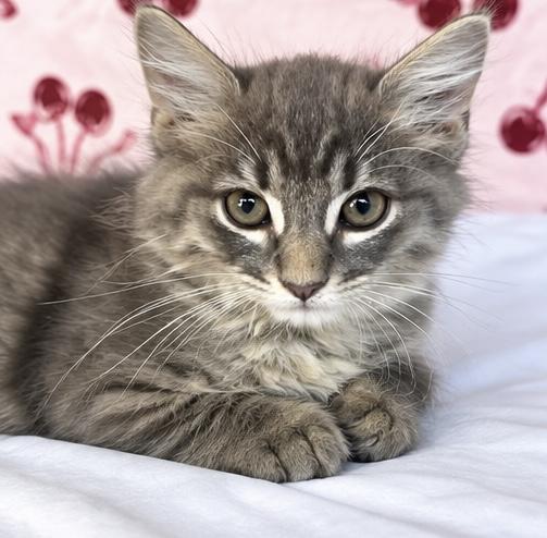 Enlarge Hexy, a Adoptable mixed breed in Southfield , MI image 4/6