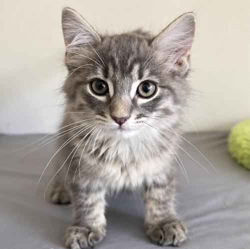 Enlarge Hexy, a Adoptable mixed breed in Southfield , MI image 2/6