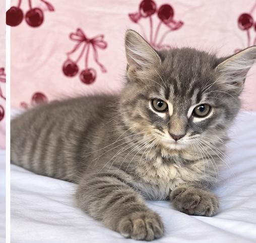 Enlarge Hexy, a Adoptable mixed breed in Southfield , MI image 3/6