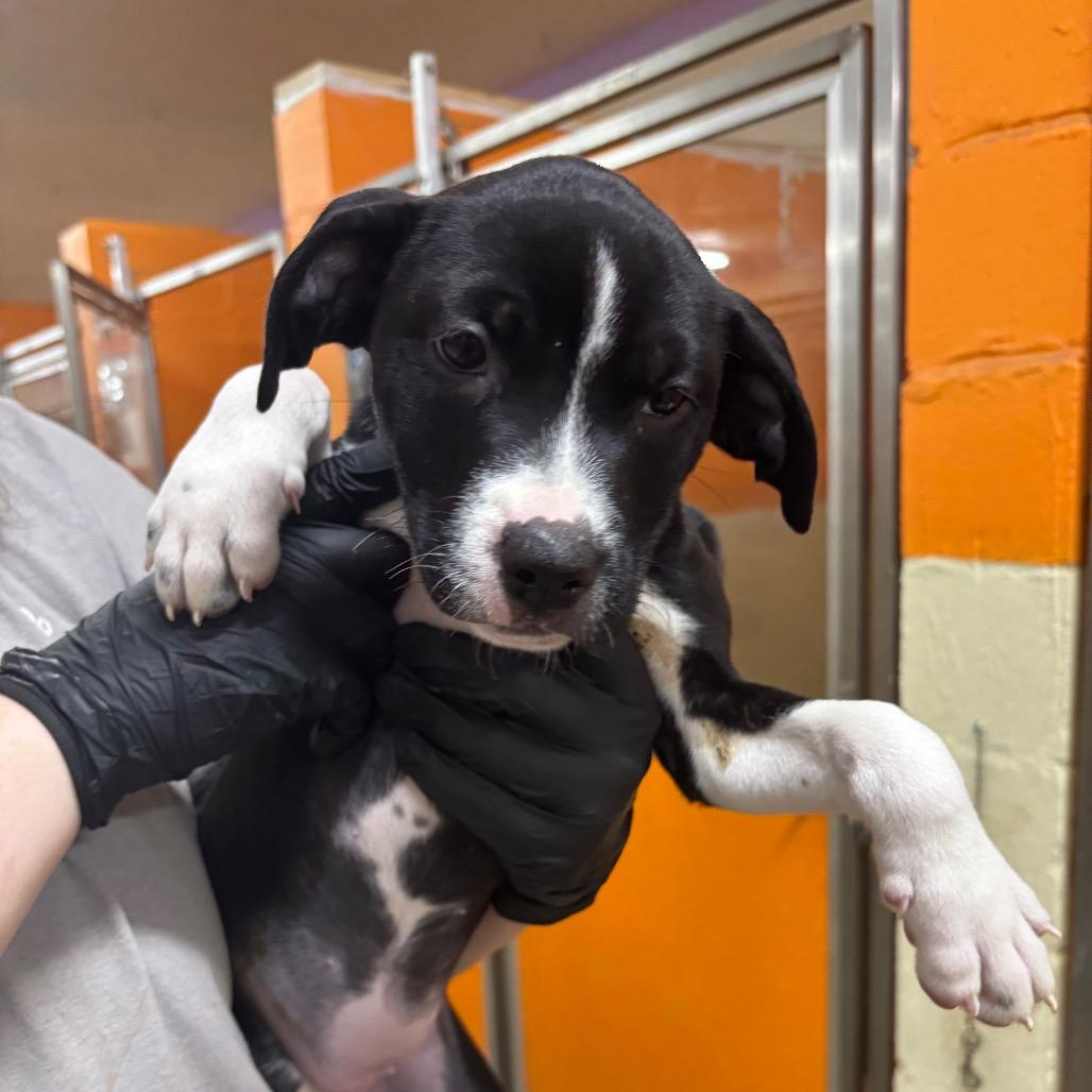 Shrimp, Adoptable, Puppy Female Mixed Breed.