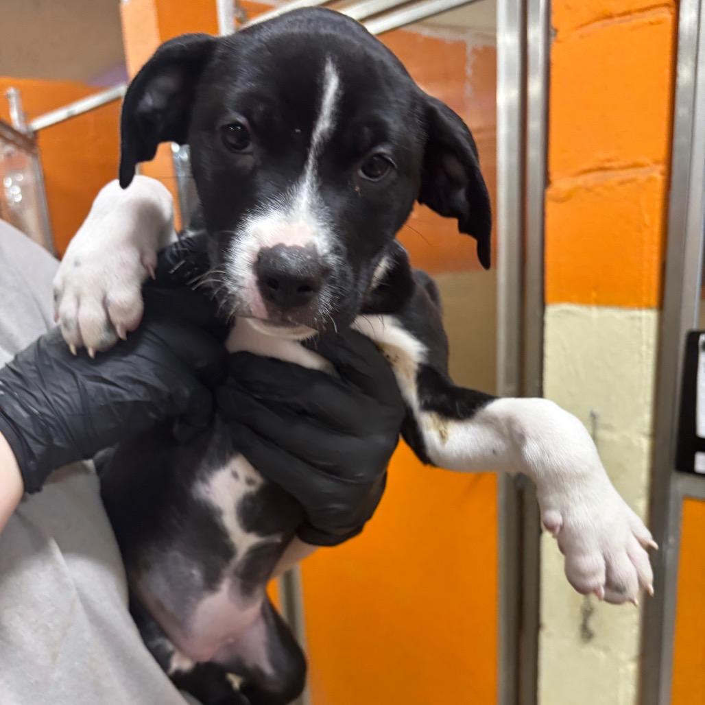 Enlarge Shrimp, a Adoptable Mixed Breed in Pensacola, FL image 2/2