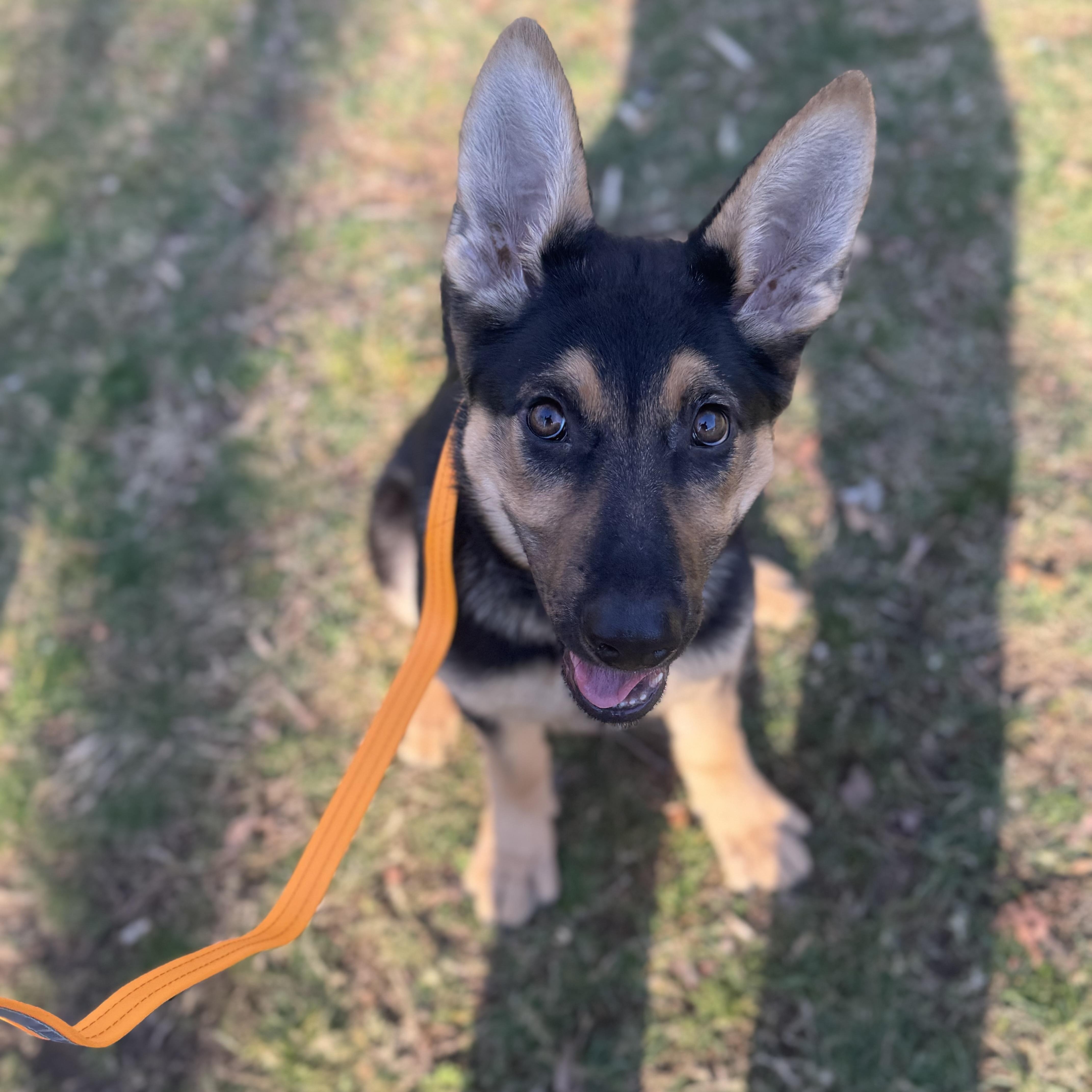 Nyx, adopted, Puppy Female German Shepherd Dog.