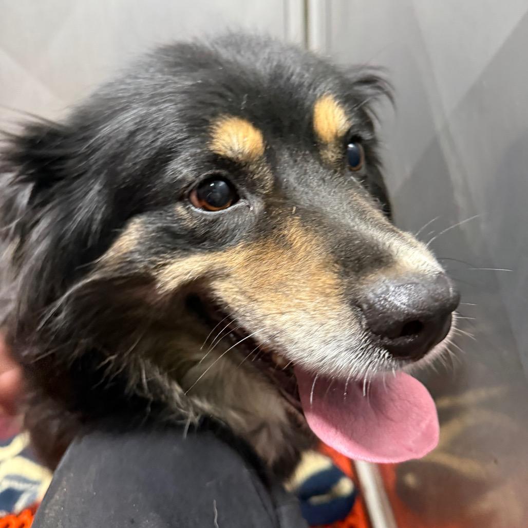 Enlarge Jenny, a Adoptable Australian Shepherd in West Chester, PA image 1/6