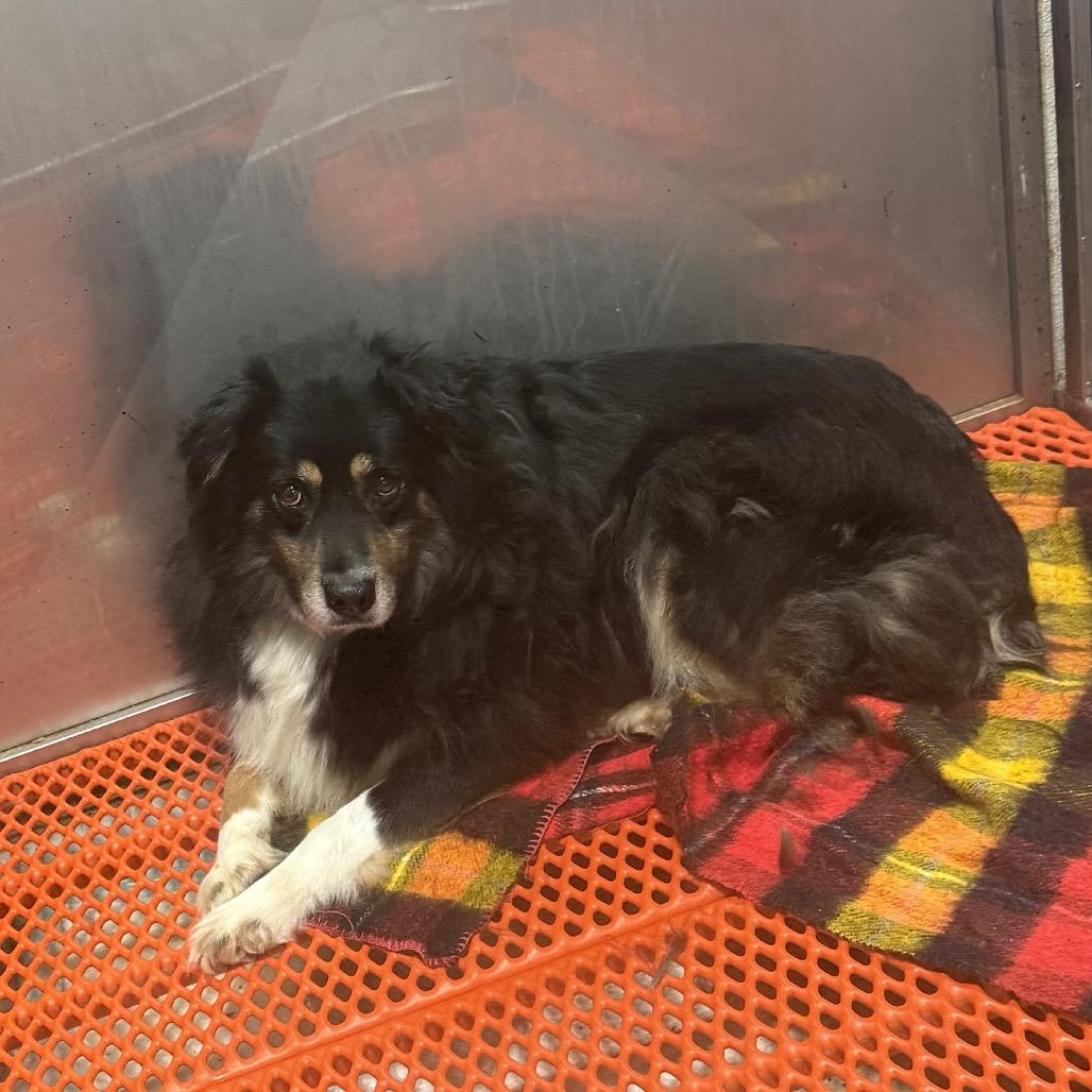 Enlarge Jenny, a Adoptable Australian Shepherd in West Chester, PA image 2/6