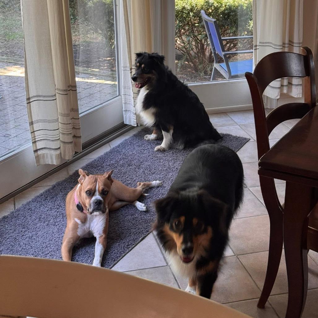 Enlarge Jenny, a Adoptable Australian Shepherd in West Chester, PA image 3/6