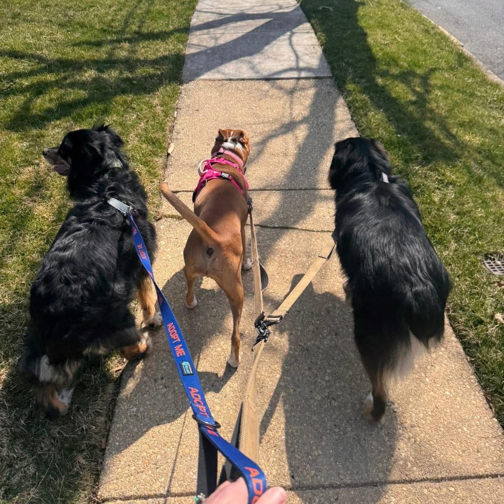 Enlarge Jenny, a Adoptable Australian Shepherd in West Chester, PA image 4/6