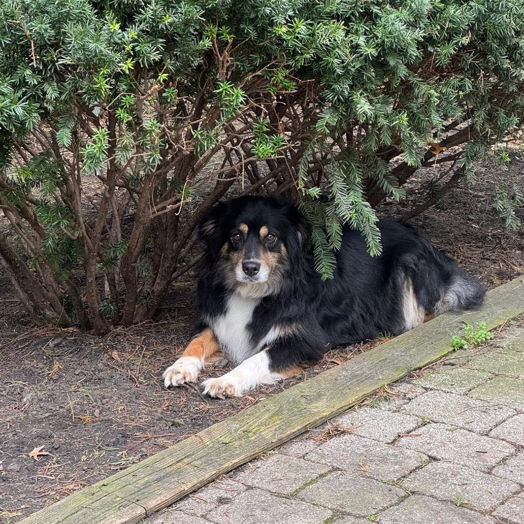 Enlarge Jenny, a Adoptable Australian Shepherd in West Chester, PA image 5/6