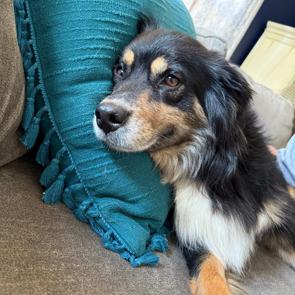 Enlarge Jenny, a Adoptable Australian Shepherd in West Chester, PA image 6/6