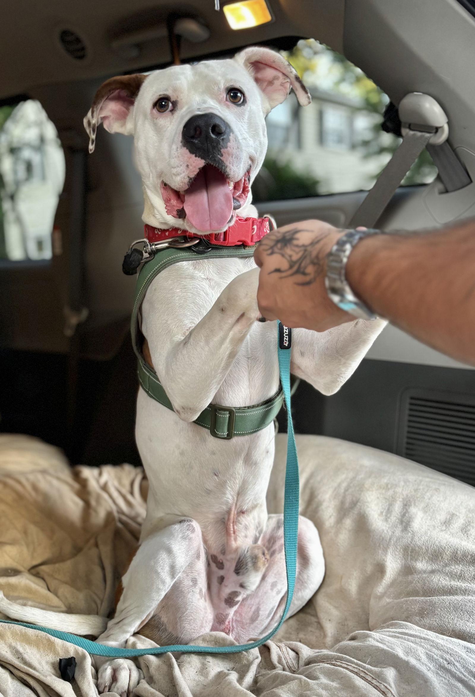 Gucci, Adoptable, Adult Male Terrier.