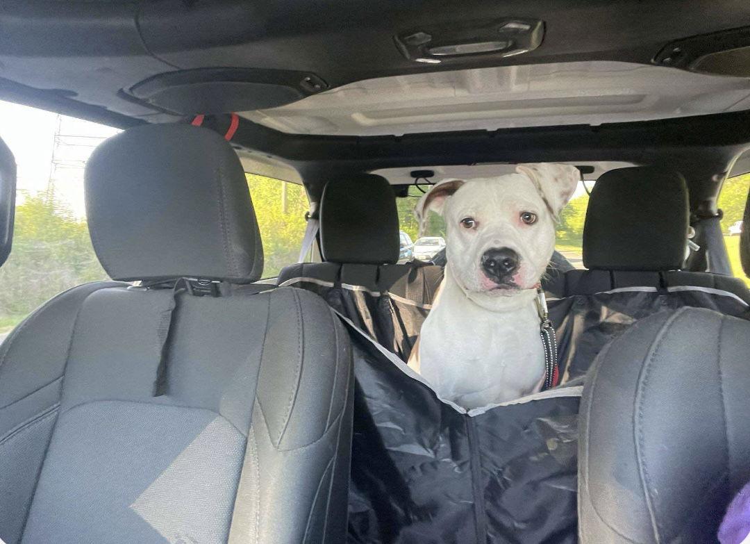 Enlarge Gucci, a Adoptable Terrier in Herndon, VA image 2/3