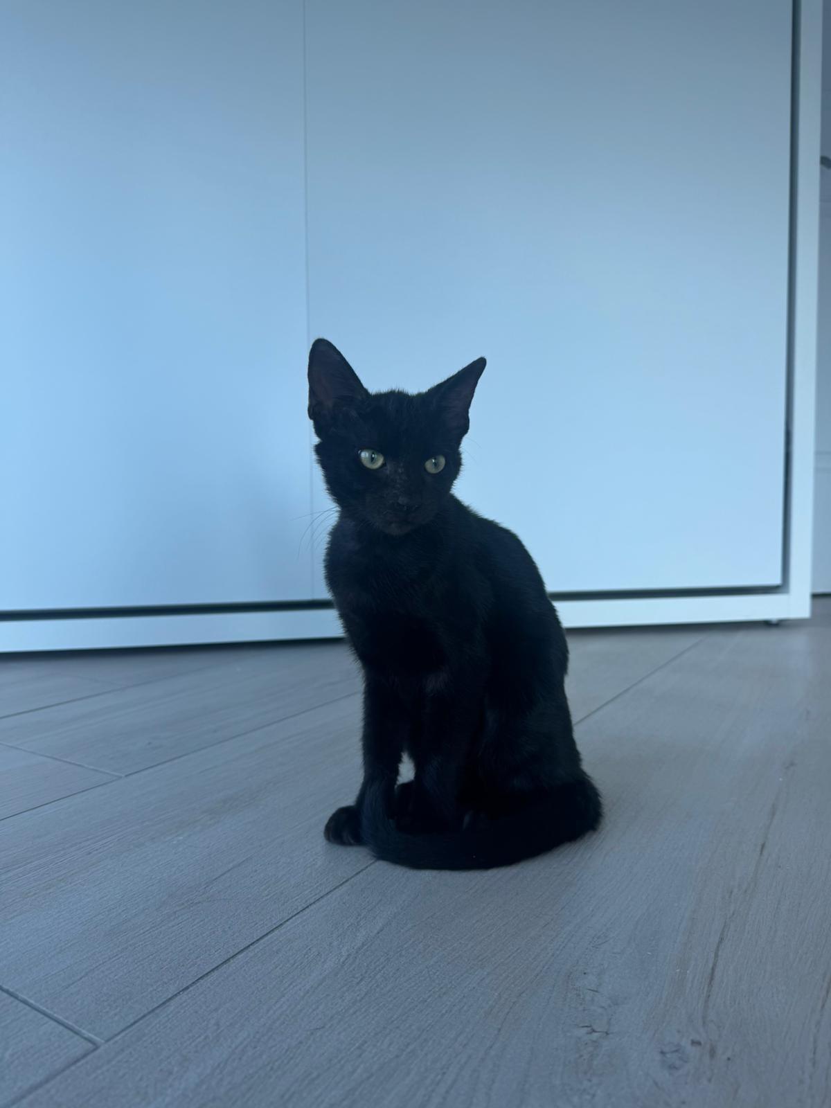 Astro