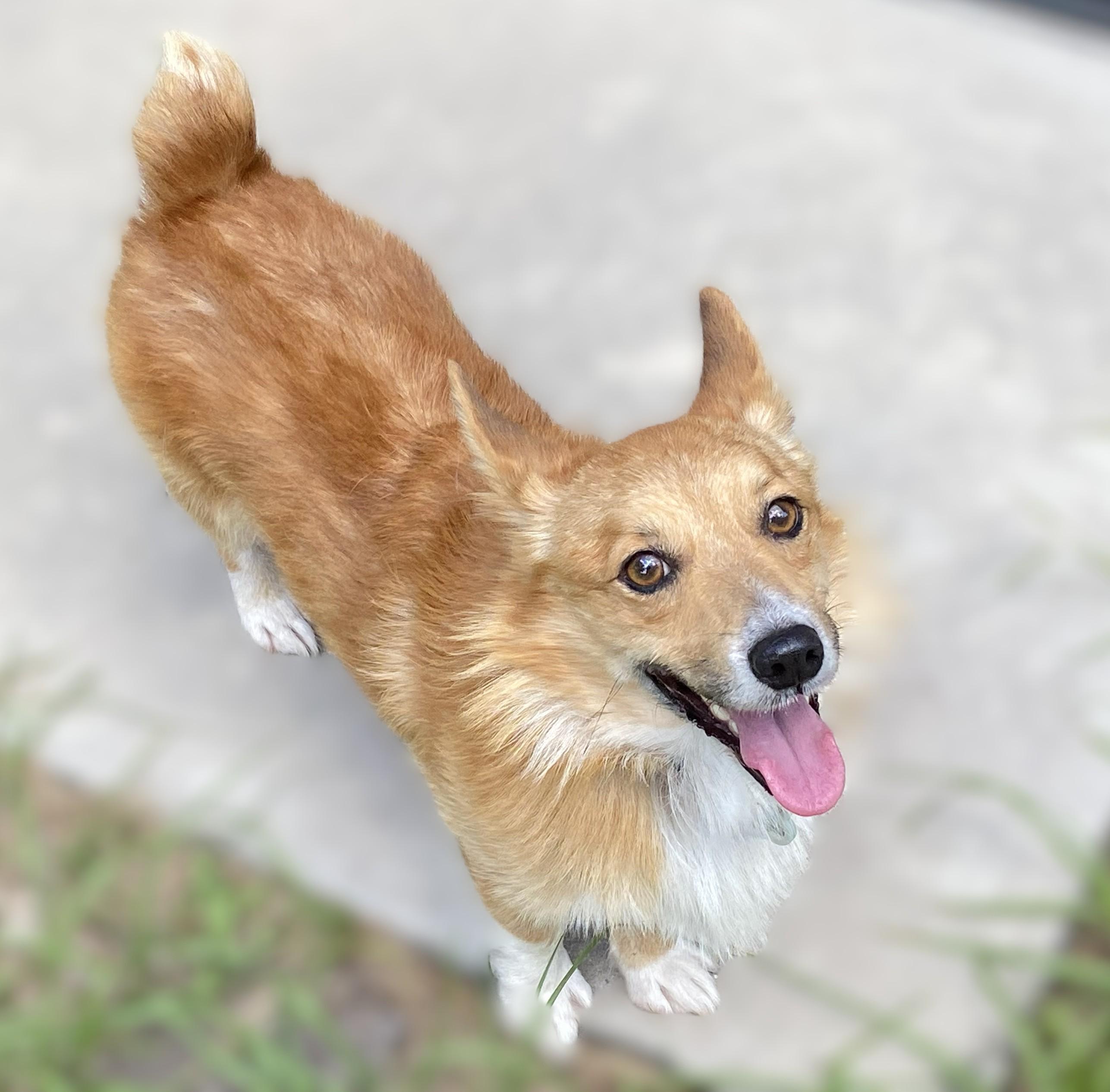 Caleb, Adoptable, Adult Male Corgi.