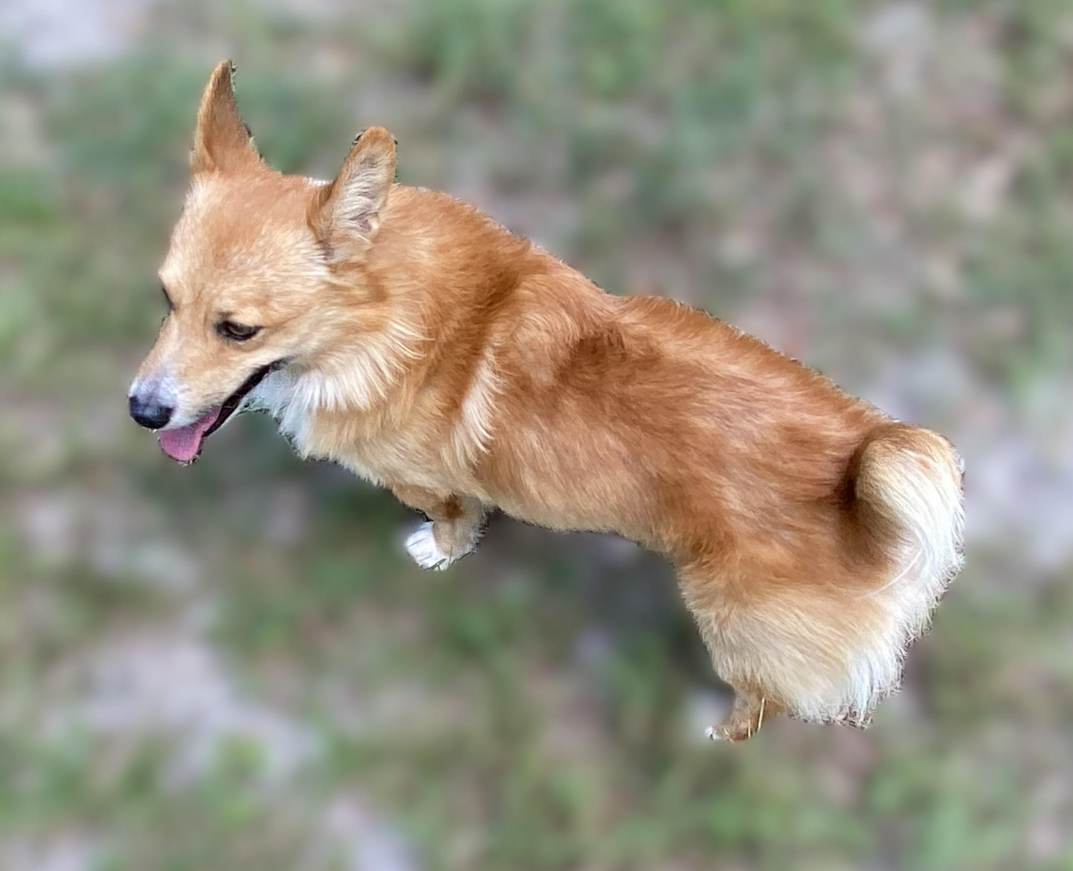 Caleb, a Adoptable Corgi in Orlando, FL image 3/5