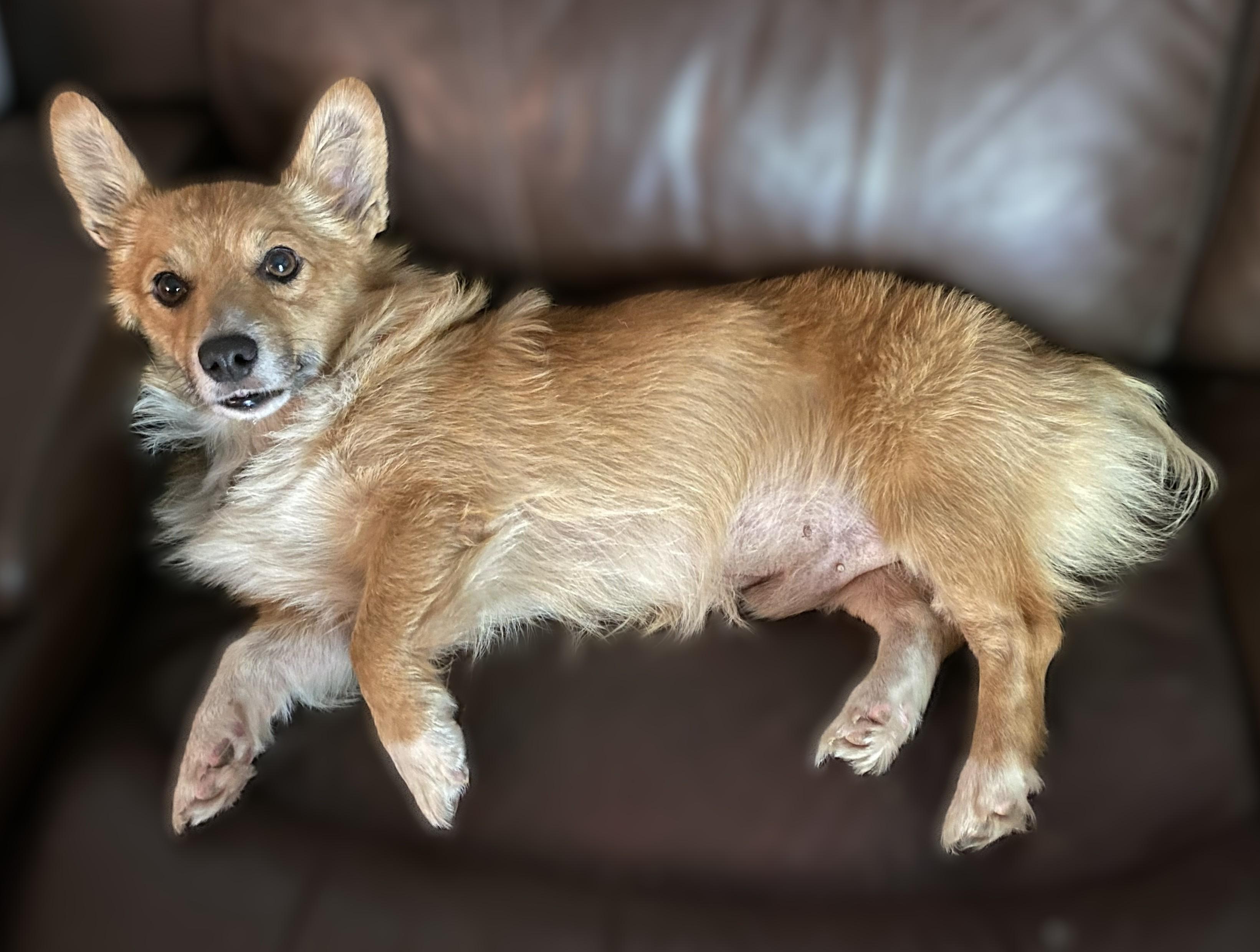 Caleb, a Adoptable Corgi in Orlando, FL image 5/5