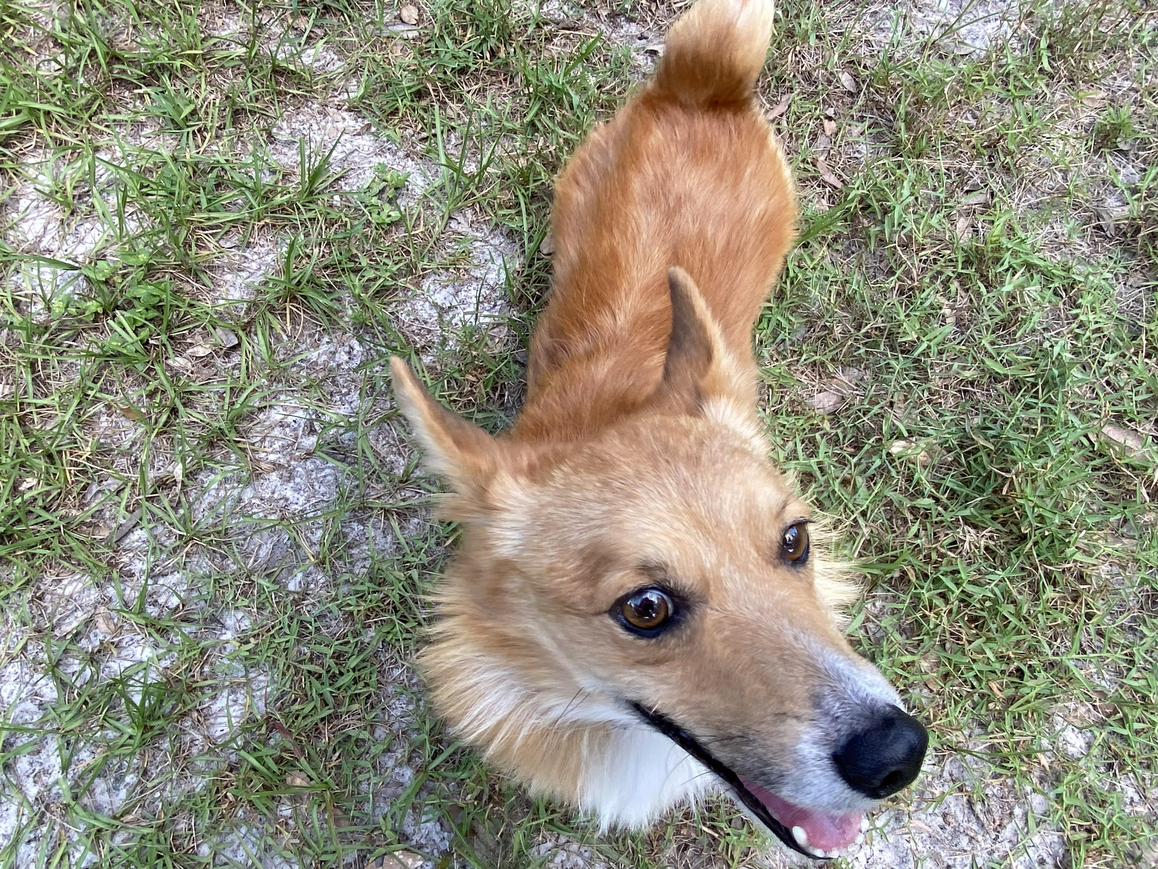 Caleb, a Adoptable Corgi in Orlando, FL image 2/5